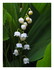 Mon muguet de cette année !