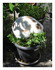 lulu dans le pot de fleurs !