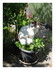 lulu dans le pot de fleurs !