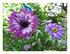 Mes fleurs !