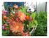Mes fleurs !