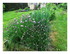 Dans mon jardin !