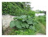 Dans mon jardin !