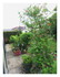 Dans mon jardin !