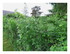 Dans mon jardin !