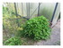 Dans mon jardin !