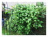 Dans mon jardin !