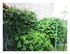 Dans mon jardin !