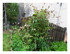 Dans mon jardin !