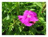 Les fleurs dans mon jardin !
