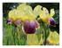Les fleurs dans mon jardin !