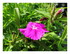 Les fleurs dans mon jardin !