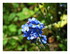 Les fleurs dans mon jardin !