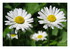 Les fleurs dans mon jardin !