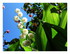 Les fleurs dans mon jardin !