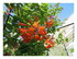 Les fleurs dans mon jardin !