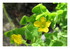 Les fleurs dans mon jardin !