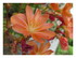 Les fleurs dans mon jardin !