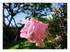 Les fleurs dans mon jardin !