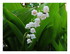 Les fleurs dans mon jardin !