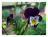 Les fleurs dans mon jardin !