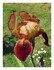 Les fleurs dans mon jardin !