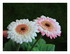Les fleurs dans mon jardin !
