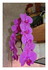 Mes orchidées !