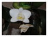 Mes orchidées !