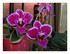 Mes orchidées !