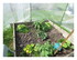 Dans le jardin !