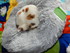 Gagné du site MILOU DUCHESSE 