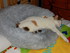 Gagné du site MILOU DUCHESSE 