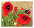 Mes fleurs !