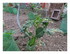 Dans mon jardin !