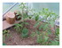 Dans mon jardin !