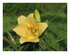 Les fleurs de mon jardin et or