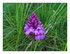 Les fleurs de mon jardin et or