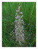 Les fleurs de mon jardin et or