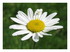 Les fleurs de mon jardin et or