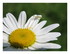 Les fleurs de mon jardin et or