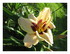 Les fleurs de mon jardin et or