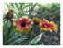 Les fleurs de mon jardin et or