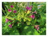 Les fleurs de mon jardin et or