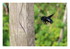 l'abeille charpentière !