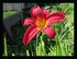 Mes fleurs!