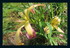 Mes fleurs!