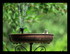 La mésange prends une douche 