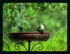 La mésange prends une douche 