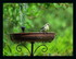 La mésange prends une douche 